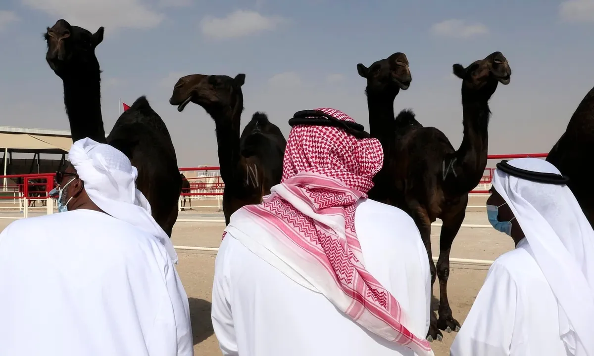 Thị trấn sa mạc UAE tổ chức cuộc thi Hoa hậu Lạc đà với 40.000 thí sinh Các giám khảo đang đánh giá nhan sắc các thí sinh. Ảnh: AP