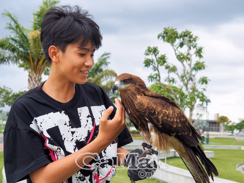 Cà Mau có câu lạc bộ Chim săn mồi, nơi yêu chim tụ hội
