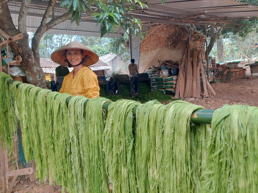 Vải dứa Pina Lina – xu hướng thời trang bền vững từ nông nghiệp Người mẫu Châu Bùi diện áo dài tơ dứa từ BST Bình Minh của NTK Vũ Việt Hà