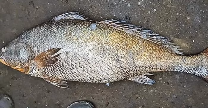 Cá Kachidi 25kg bán 115 triệu: Giá trị và công dụng bất ngờ