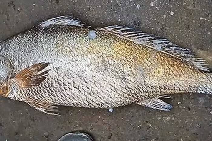 Cá Kachidi 25kg bán 115 triệu: Giá trị và công dụng bất ngờ