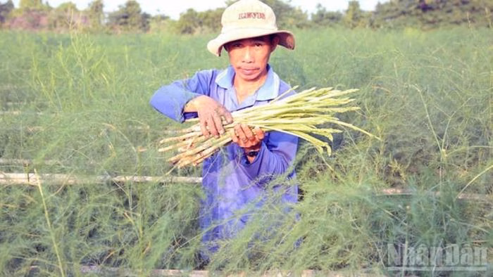 Phía nam Khánh Hòa từng là ‘vành đai khát nước’ với sản xuất nông nghiệp bấp bênh, phụ thuộc Nông dân trồng măng tây