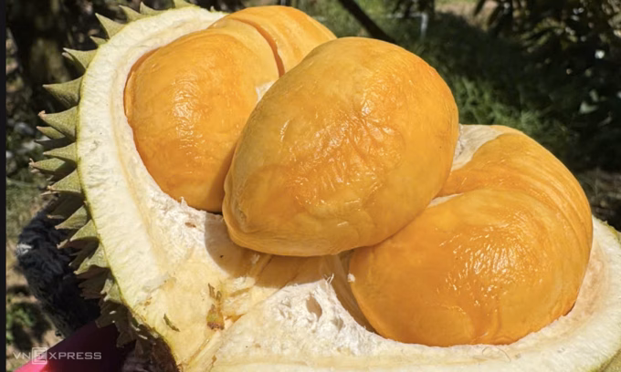 Xuất khẩu rau quả Việt Nam sang Trung Quốc tăng trưởng vượt bậc Sầu riêng tại nhà vườn ở Cần Thơ