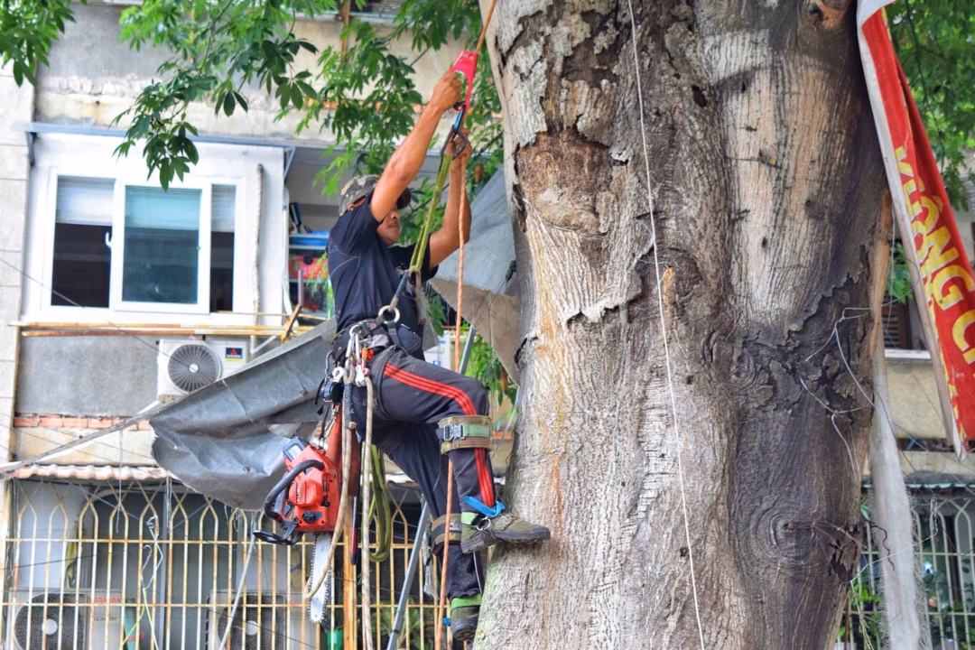 TP HCM: Cây gòn hơn 30 tuổi bị đốn hạ sau khi nghiêng sát khu dân cư Cây được tỉa nhánh dần, tránh ảnh hưởng đến các công trình xung quanh (Ảnh: M.K.).
