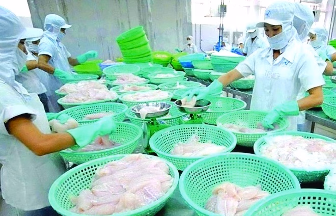 CPTPP và Nam Mỹ trở thành trụ cột tăng trưởng xuất khẩu cá tra