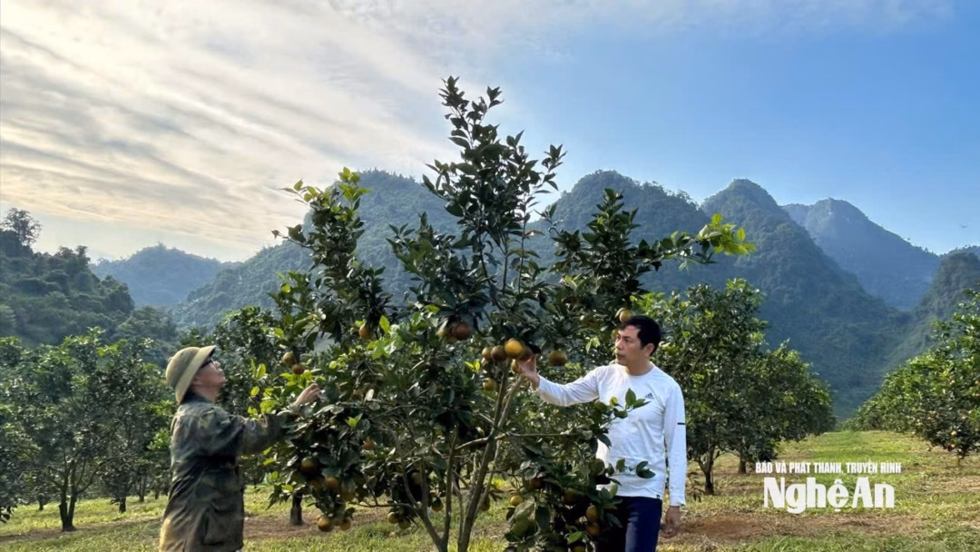 Ông Trịnh Xuân Giáo bên những cây cam đã cho thu hoạch. Ảnh: Châu Lan