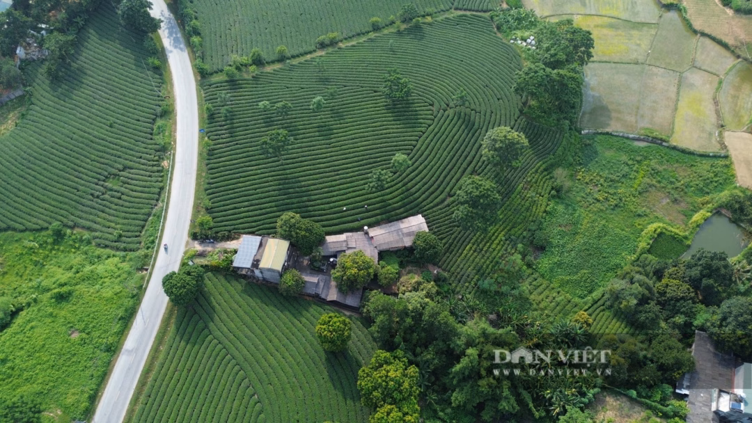 Với hơn 28.000 ha chè, Tuyên Quang tự hào là một trong những vựa chè lớn nhất cả nước. Nơi đây không chỉ nổi tiếng với những đồi chè Shan tuyết cổ thụ mà còn có các giống chè lai năng suất cao, tất cả đều góp phần mang lại cuộc sống ấm no cho bà con nông dân. Ảnh: Mùa Xuân.