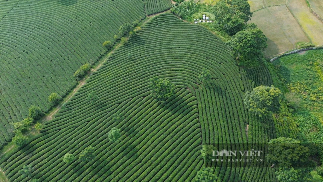 Tuyên Quang – mảnh đất giàu truyền thống cách mạng, cây chè không chỉ là hình ảnh thân thuộc ở những làng quê mà còn là "cây xóa đói, giảm nghèo", mang lại nguồn sống cho hàng nghìn hộ dân nơi đây. Ảnh: Mùa Xuân. 