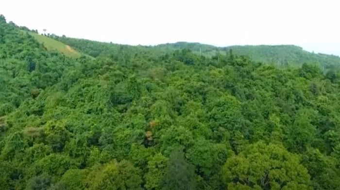 Khu bảo tồn thi&ecirc;n nhi&ecirc;n P&ugrave; Hu &ndash; l&aacute; phổi xanh của Thanh H&oacute;a