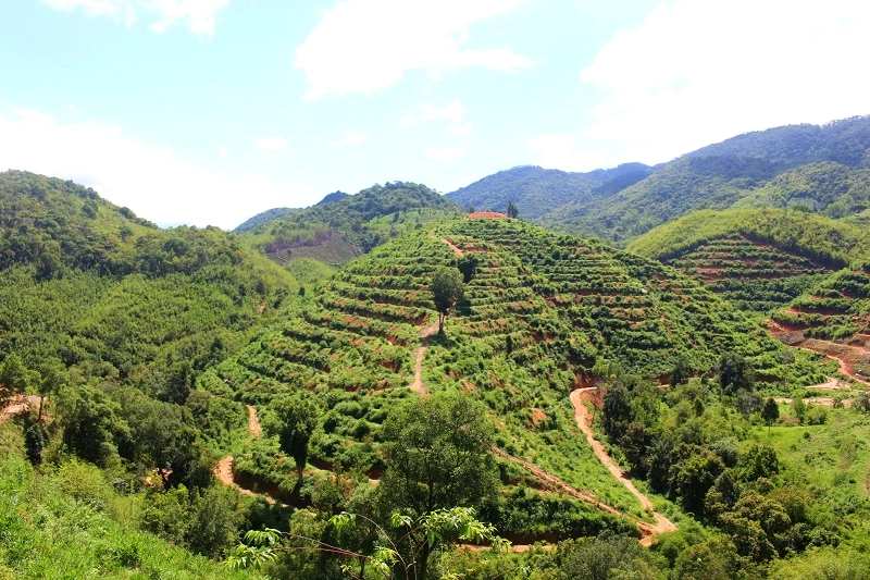 Những đồi sầu riêng hình bát úp. Những đồi sầu riêng hình bát úp.