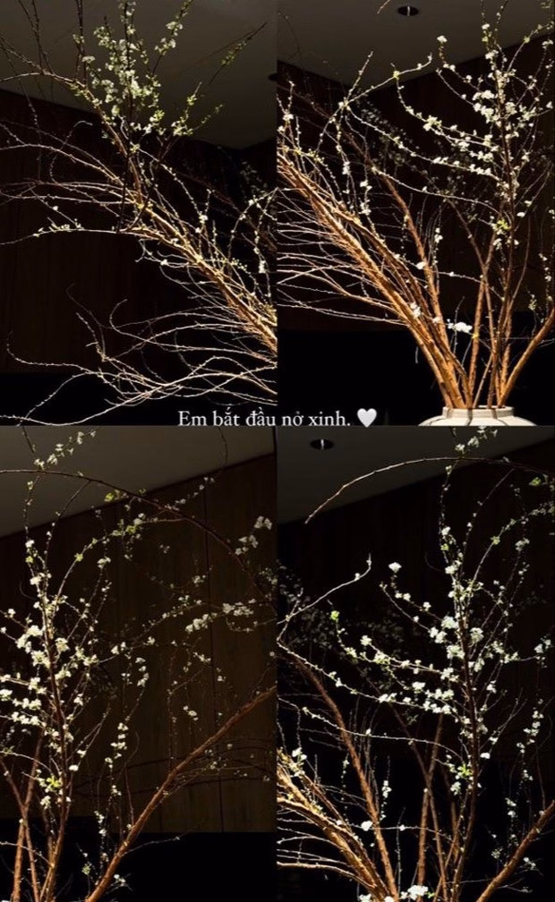 Doãn Hải My thường xuyên khoe bình tuyết mai nở rộ trên MXH Doãn Hải My thường xuyên khoe bình tuyết mai nở rộ trên MXH