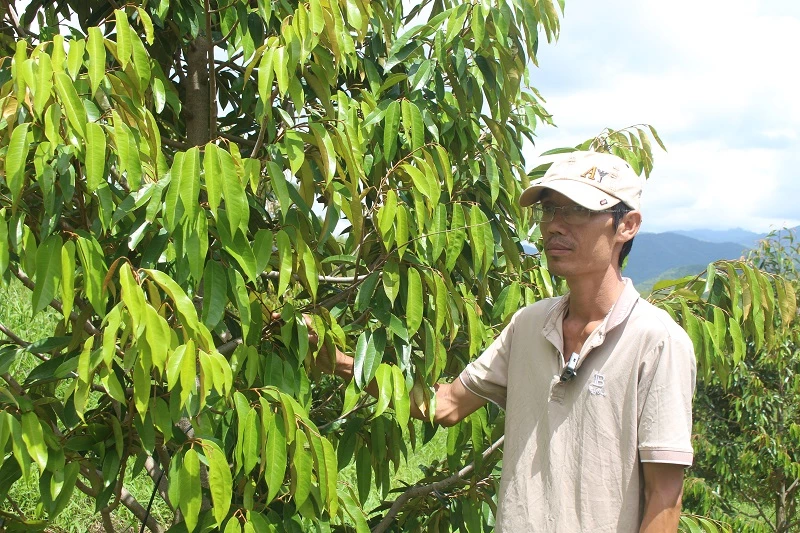 Sầu riêng Đam Rông Sầu riêng Đam Rông được trồng theo hướng hữu cơ ở Đạ Tông