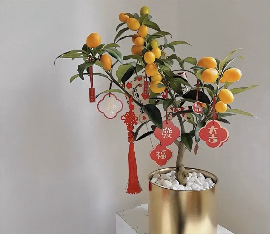 5 loại cây bonsai sinh lời cao: Vừa làm cảnh vừa ăn được, càng trồng càng thu hút tài lộc- Ảnh 3.