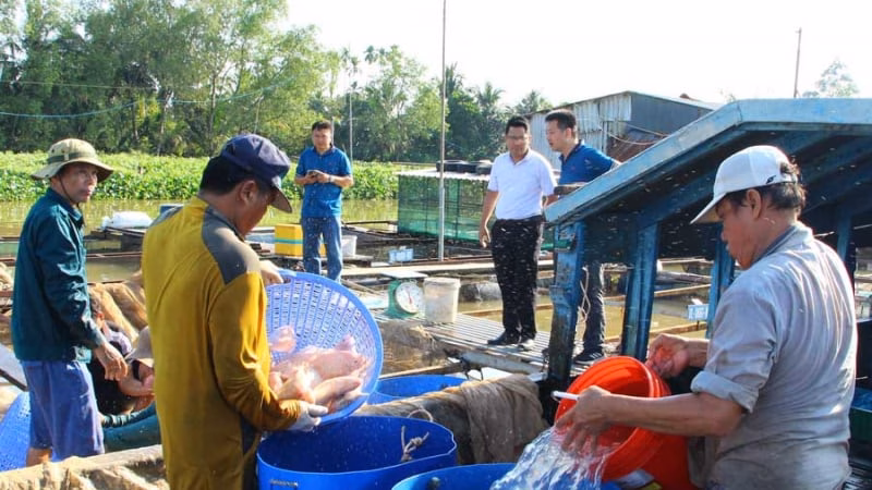 Tỉnh Vĩnh Long mới có một xã cù lao trú phú, nuôi cá công nghệ cao dày đặc sau sáp nhập tỉnh Bến Tre, Trà Vinh