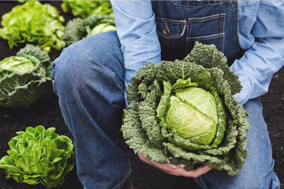 Clean Fifteen – Rau củ quả ít thuốc trừ sâu nhất Clean Fifteen – Rau củ quả ít thuốc trừ sâu nhất