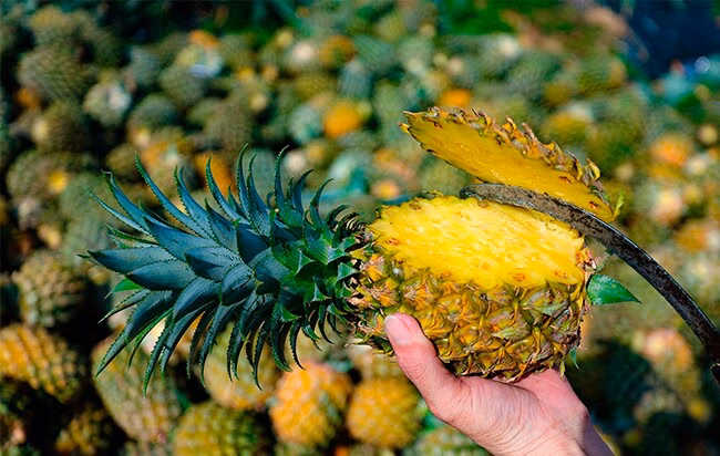 Dứa &ndash; tr&aacute;i c&acirc;y tốt nhất thế giới được trồng bạt ng&agrave;n ở Việt Nam