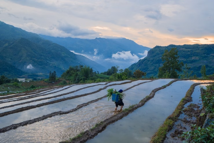 Ruộng bậc thang Y Tý mùa nước đổ Ruộng bậc thang Y Tý mùa nước đổ