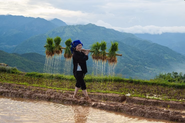 Cảnh quan ruộng bậc thang Y Tý Cảnh quan ruộng bậc thang Y Tý