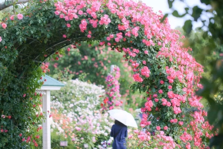 Vườn Sakura Kusabue no Oka, Chiba
