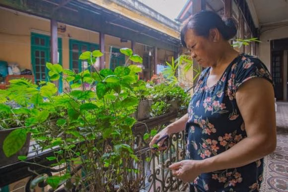 Bà Thủy thường chăm sóc cây cối, tưới hoa Bà Thủy chăm sóc cây cối