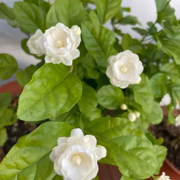 Hoa nhài Hoa nhài