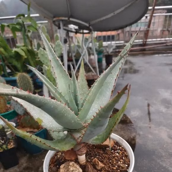 Cây lô hội Cây lô hội