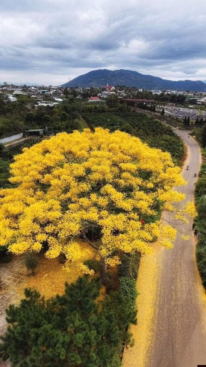 C&aacute;nh hoa phượng v&agrave;ng nhẹ nh&agrave;ng rơi xuống mặt đường