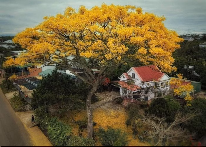 Cảnh phố Bảo Lộc với phượng v&agrave;ng tr&ecirc;n nền trời trong xanh