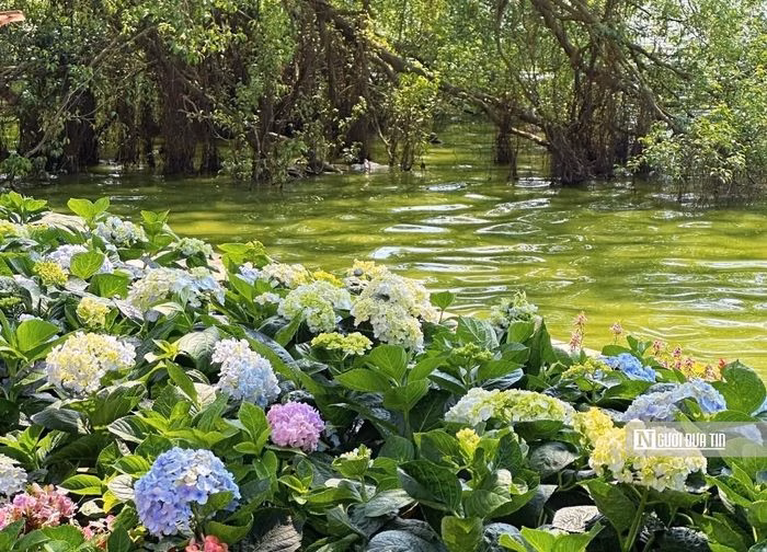 Kh&oacute;m hoa cẩm t&uacute; cầu dọc c&aacute;c lối đi v&agrave; bồn c&acirc;y