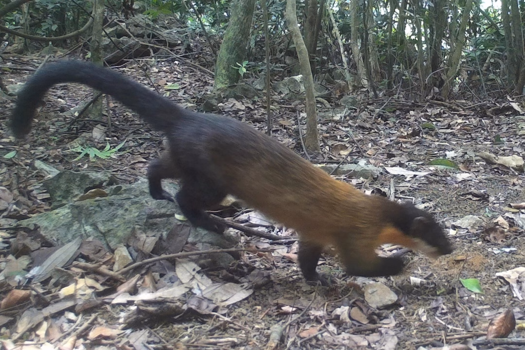 Chồn v&agrave;ng &ndash; lo&agrave;i th&uacute; hiếm gặp được ghi nhận trong đợt bẫy ảnh 2025