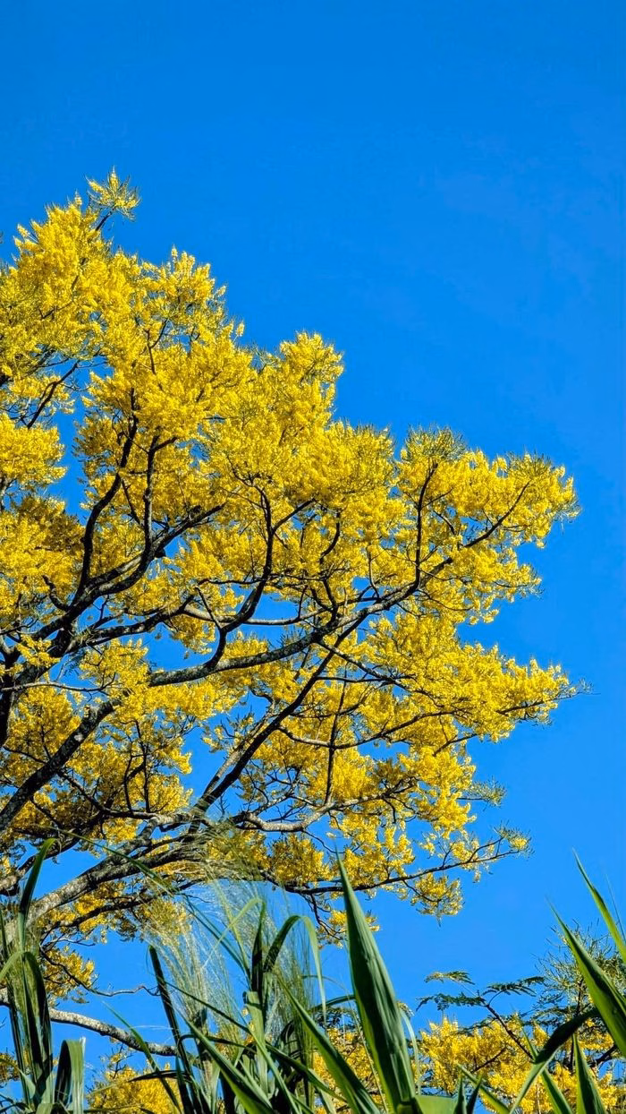 Phượng v&agrave;ng Bảo Lộc mang đến kh&ocirc;ng gian đ&oacute;n xu&acirc;n nhẹ nh&agrave;ng