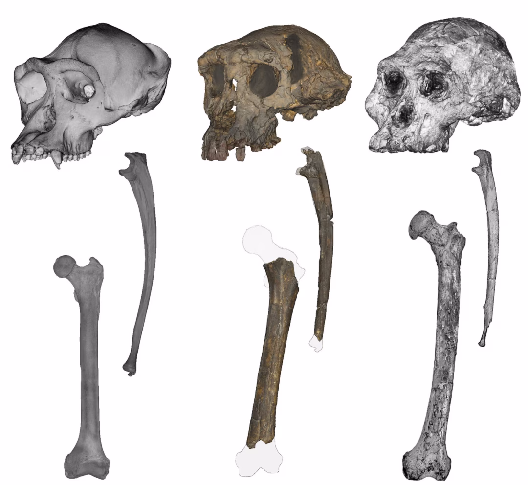 So s&aacute;nh sọ, xương trụ v&agrave; xương đ&ugrave;i của tinh tinh, Sahelanthropus v&agrave; Australopithecus