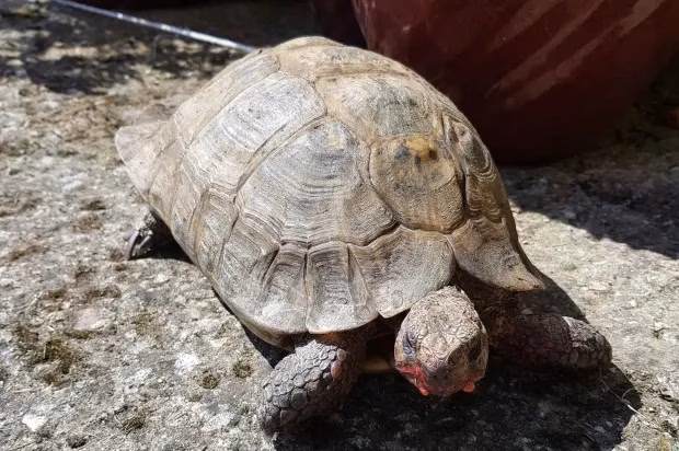 Con rùa Joey Con rùa được cho là con đực trong 95 năm hóa ra lại là con cái