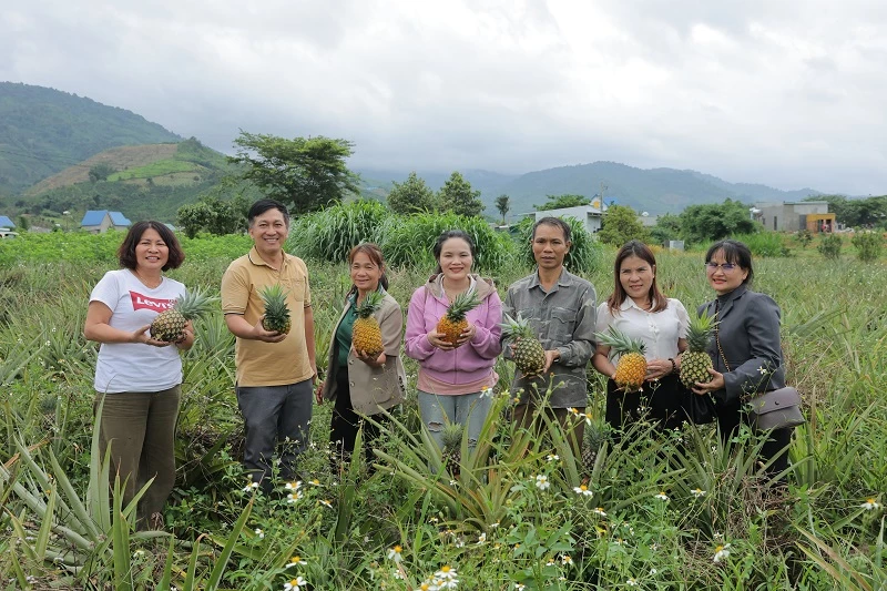 Dứa mật Đam Rông chế biến thành nhiều món ăn Dứa mật Đam Rông chế biến thành nhiều món ăn