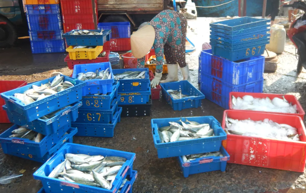 Những sọt cá tươi rói