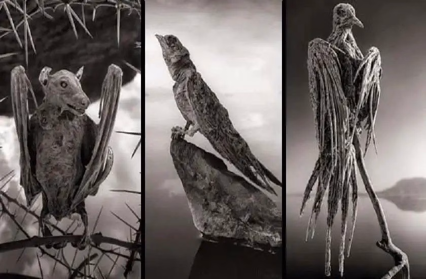 Vài bức ảnh trong album 'Hóa đá' của nhiếp ảnh gia Nick Brandt.