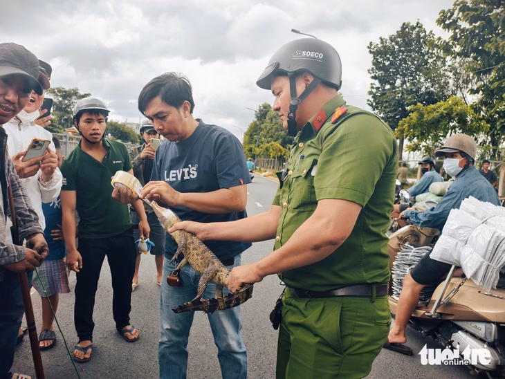 Phát hiện cá sấu nhỏ dưới kênh, lực lượng chức năng lên bắt Miệng con cá sấu nhỏ được quấn bằng băng keo - Ảnh: NGỌC KHẢI