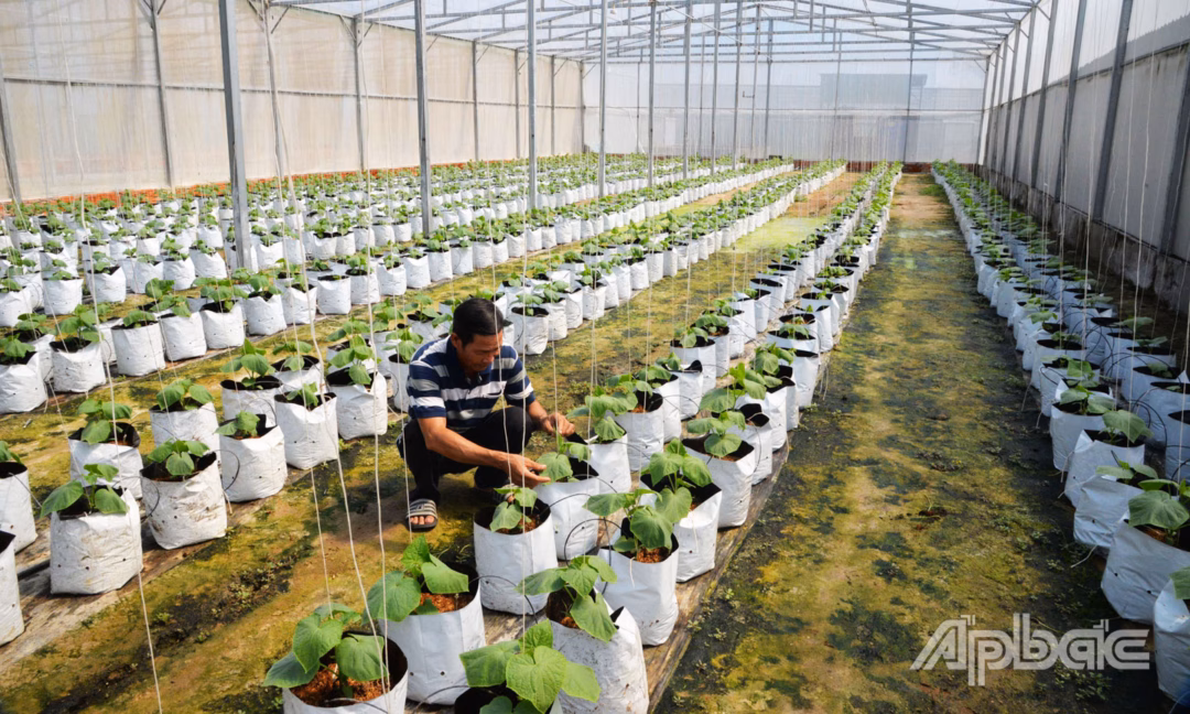 Quốc hội thông qua cơ chế đặc biệt phát triển kinh tế tư nhân Đồng Tháp đang từng bước chuyển mình theo hướng phát triển nông nghiệp xanh, xây dựng các chuỗi giá trị bền vững và thân thiện môi trường.