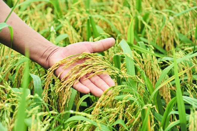 Lúa gạo VN đang tạo nên sự khác biệt trên thị trường