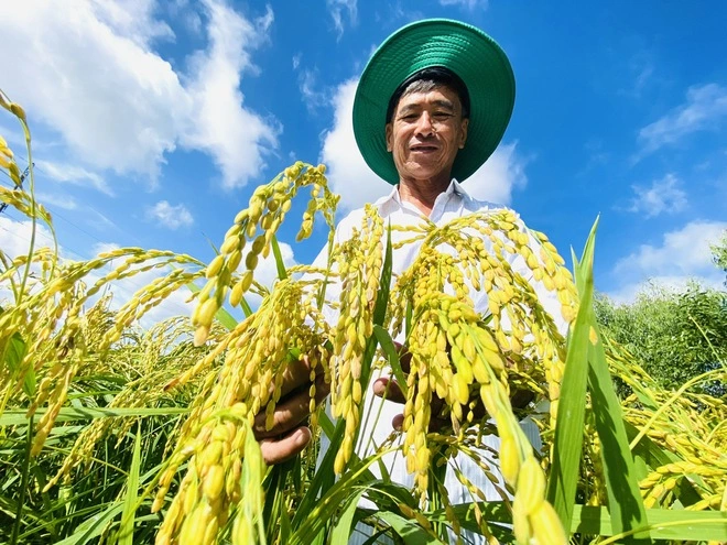 Lúa gạo VN đang tạo nên sự khác biệt trên thị trường