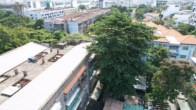 Cây gòn gần 20m bật gốc, đe dọa nhiều hộ dân ở TP HCM Cây xanh cao khoảng 20 m.