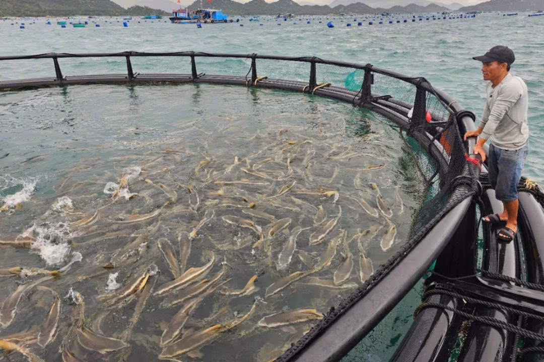 Mô hình nuôi cá bớp bằng lồng HDPE ở vùng biển hở ở tỉnh Khánh Hòa mang lại hiệu quả vượt trội. Ảnh: KS.