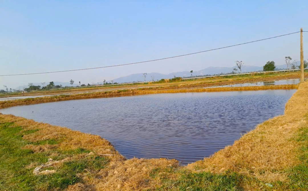 C&aacute;nh đồng v&agrave;ng &uacute;a trong m&ugrave;a vụ mới ở Nghệ An