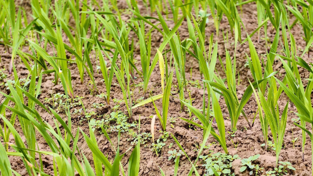 C&acirc;y lay ơn bị v&agrave;ng l&aacute; do thời tiết bất lợi