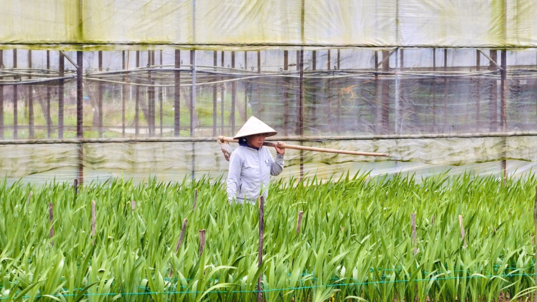 Hoa lay ơn trong giai đoạn nguy cấp v&igrave; mưa lạnh v&agrave; gi&oacute; mạnh