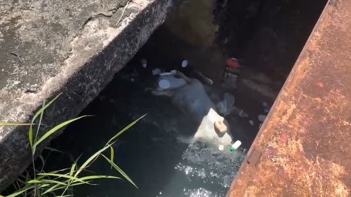 Hàng trăm con heo bệnh dịch tả châu Phi bị phát hiện và tiêu hủy tại Đà Nẵng và Quảng Ngãi Xác heo vứt bỏ nhiều nơi