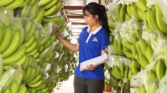 Cách mạng công nghệ cho trái cây tỷ đô Nhập chú thích ảnh