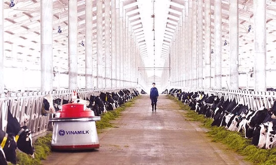 Nhu cầu ‘sữa sạch’, ‘sữa đặc trị’ tăng cao, doanh nghiệp Việt đua nhau làm thêm nhà máy