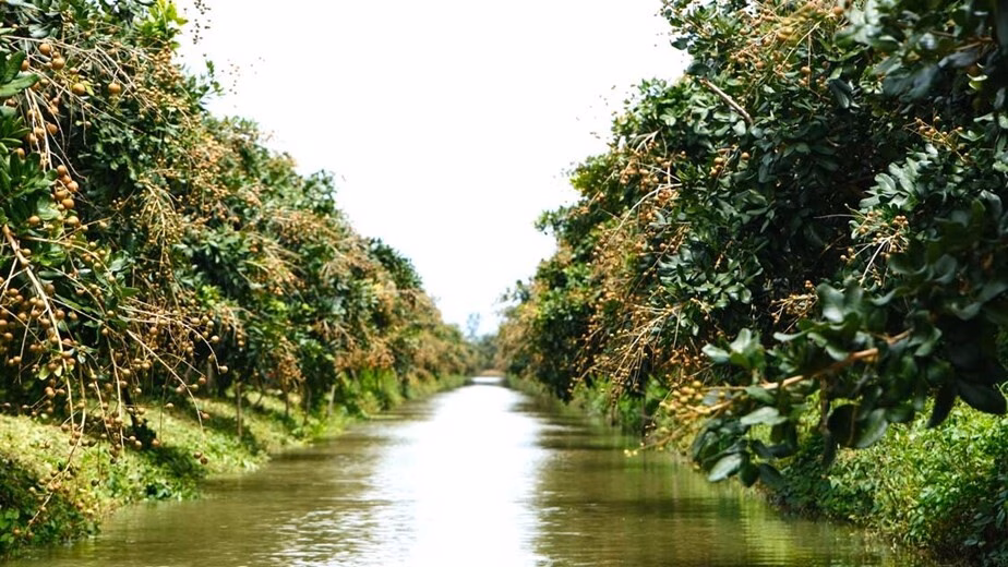 Nông sản Việt xuất khẩu tăng tốc với sản xuất xanh