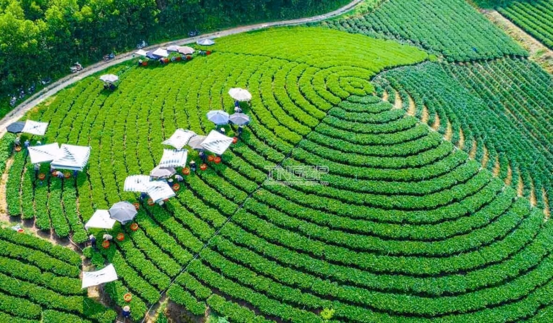 Nông dân thu hái chè. Ảnh Ngọc Hải.